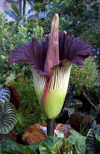 Amorphophallus Blumensamen zur Aussaat Drought verträglich Traditionssorte & ohne Gentechnik Samen Hausgarten