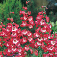 Rot Penstemon Blumensamen zur Aussaat – lang Blüte Saison – Traditionssorte & ohne Gentechnik Samen Hausgarten