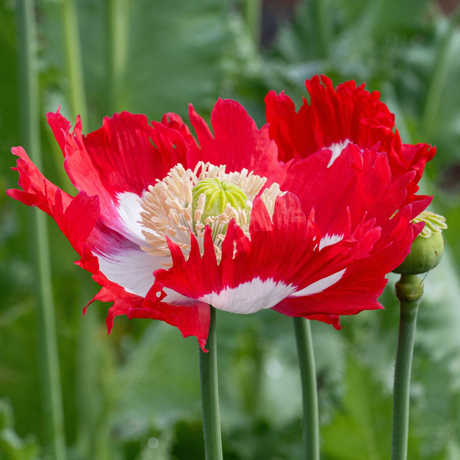 Rot Gelb Danish Flag Blumensamen zur Aussaat leuchtend Traditionssorte & ohne Gentechnik Samen Hausgarten