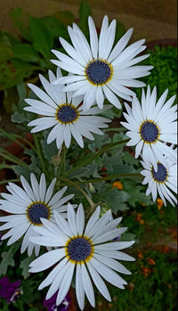 Weiß Arctotis Blumensamen zur Aussaat lang Blüte Saison Traditionssorte & ohne Gentechnik Samen Hausgarten