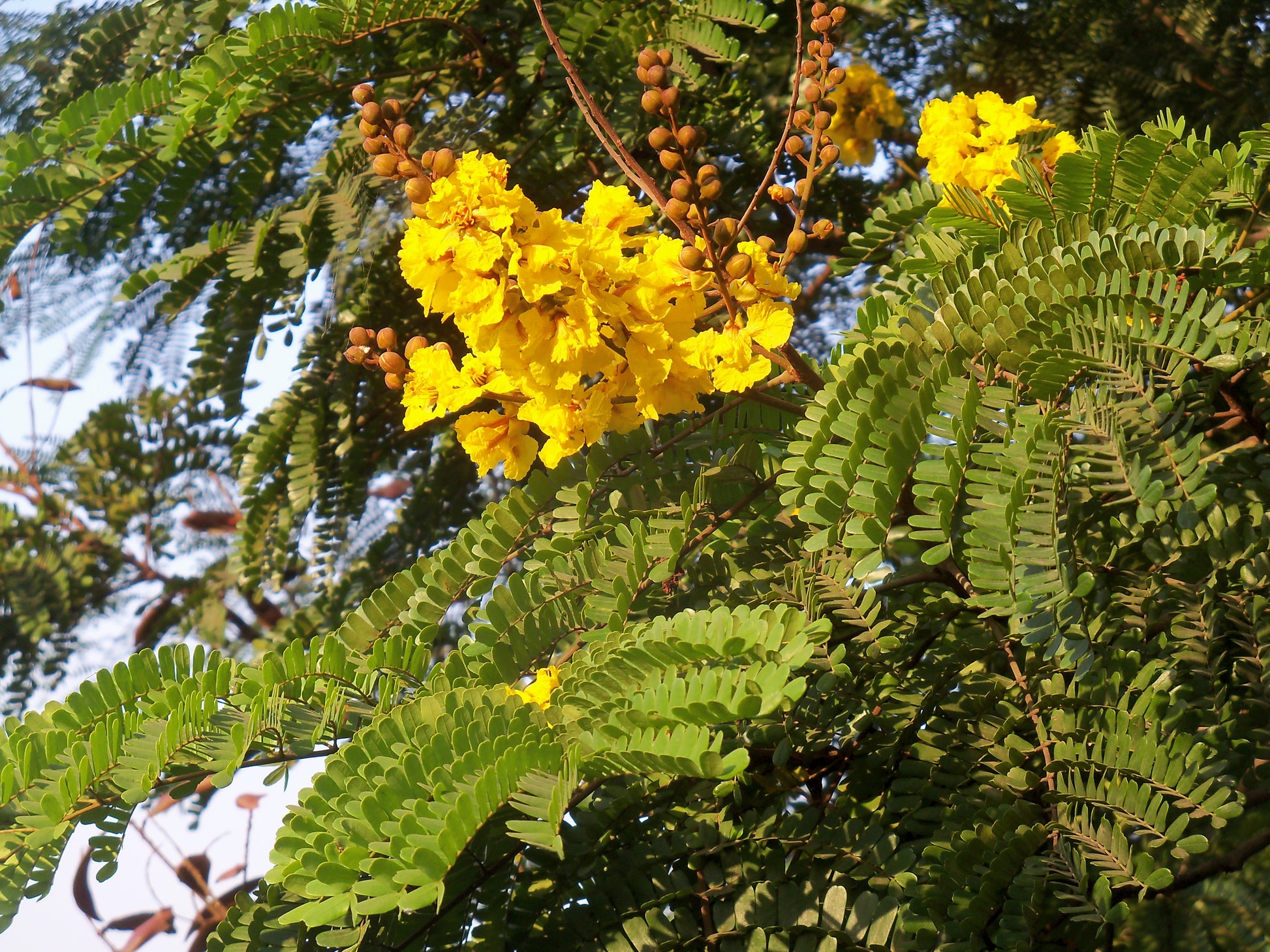 Peltophorum Blumensamen zur Aussaat pflegeleicht Traditionssorte & ohne Gentechnik Samen Hausgarten