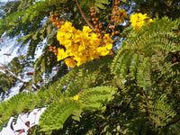 Peltophorum Blumensamen zur Aussaat pflegeleicht Traditionssorte & ohne Gentechnik Samen Hausgarten