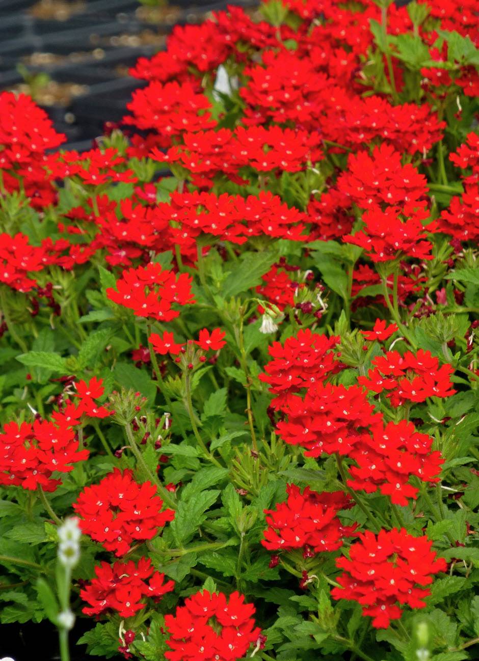 Rot Eisenkraut Blumensamen zur Aussaat ideal Rabatten Traditionssorte & ohne Gentechnik Samen Hausgarten