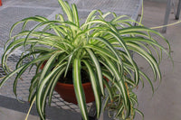 Chlorophytum Blumensamen zur Aussaat saisonal Dauerblüher Traditionssorte & ohne Gentechnik Samen Hausgarten