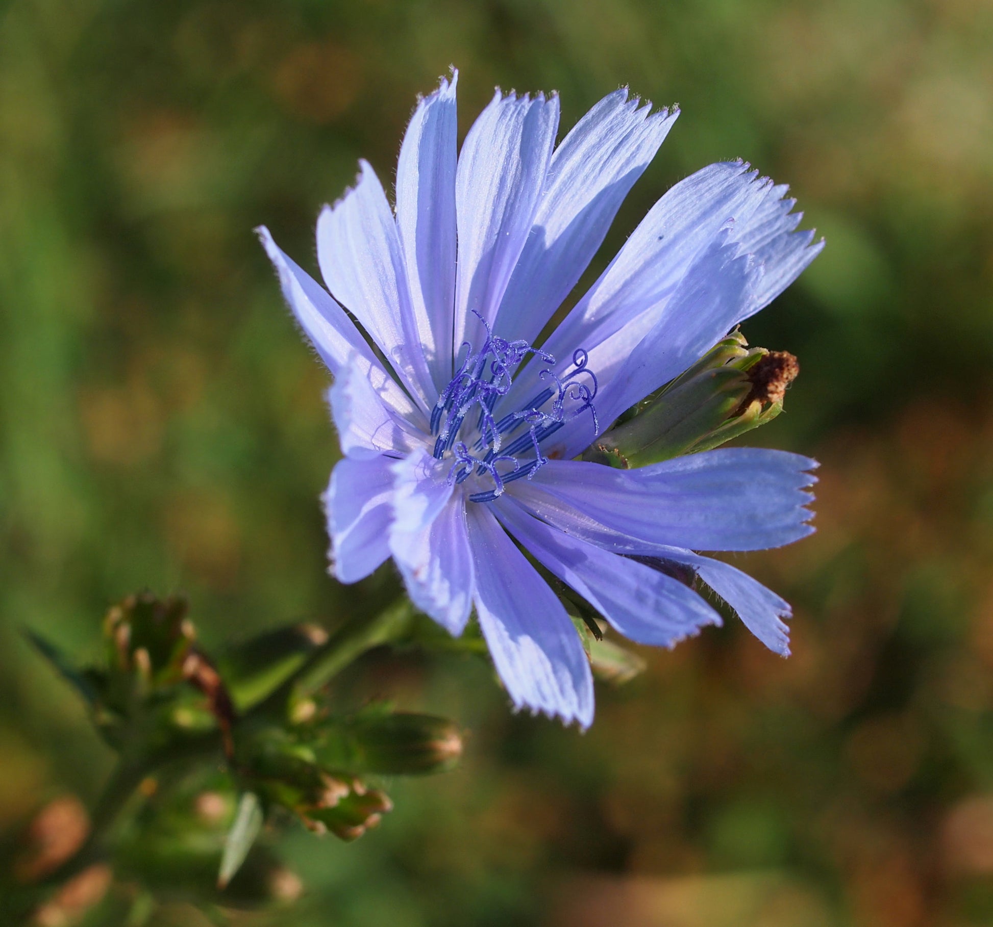 Blau Cichorium Blumensamen zur Aussaat – Garten beliebt – Traditionssorte & ohne Gentechnik Samen Hausgarten