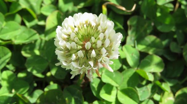 Weiß Clover Samen zur Aussaat: hochwertige Blume Kollektion