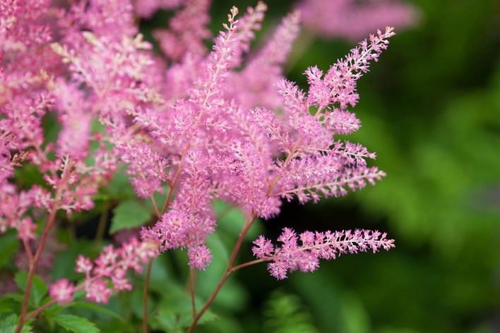 Prachtspiere Blumensamen zur Aussaat leuchtend Traditionssorte & ohne Gentechnik Samen Hausgarten
