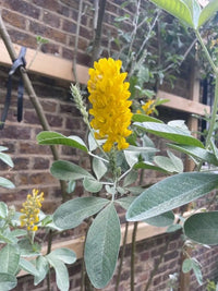 Argyrocytisus Blumensamen zur Aussaat kompakt Wuchs Traditionssorte & ohne Gentechnik Samen Hausgarten