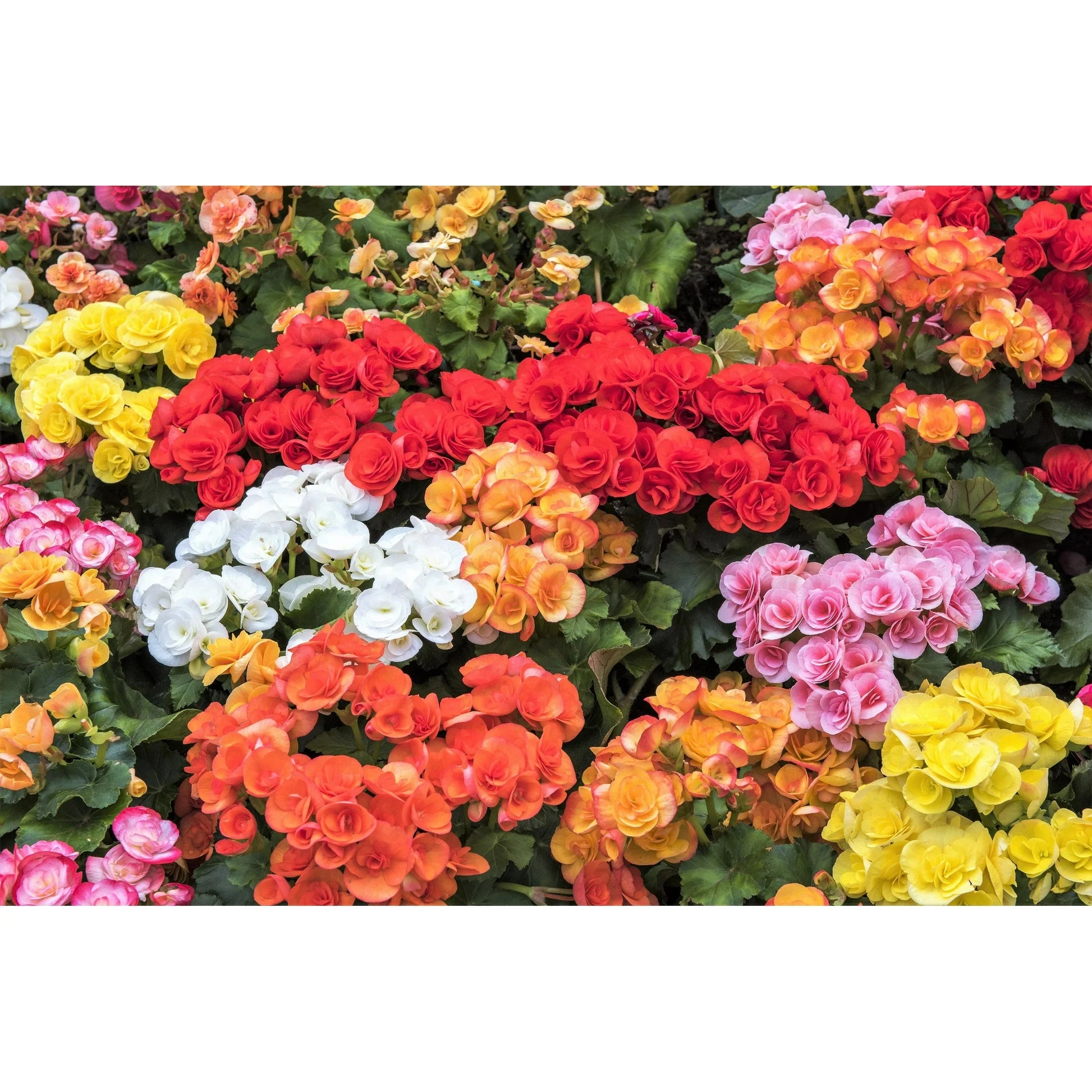 Gemischt Begonie Tuberosa Blumensamen zur Aussaat – ideal Rabatten – Traditionssorte & ohne Gentechnik Samen Hausgarten