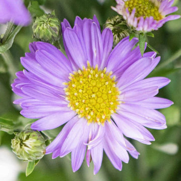 Blau tataricus blume samen for anpflanzung - shade tolerant, heirloom & gmo free samen for home garten
 
 sale for anpflanzung in home garten.