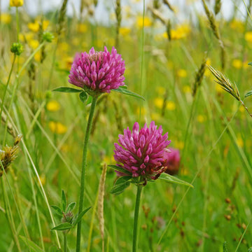 Meadow Clover Blumensamen zur Aussaat sonnenliebend Traditionssorte & ohne Gentechnik Samen Hausgarten