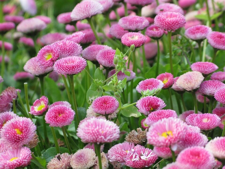 Rosa Bellis Blumensamen zur Aussaat hochwertige Qualitäts- Traditionssorte & ohne Gentechnik Samen Hausgarten