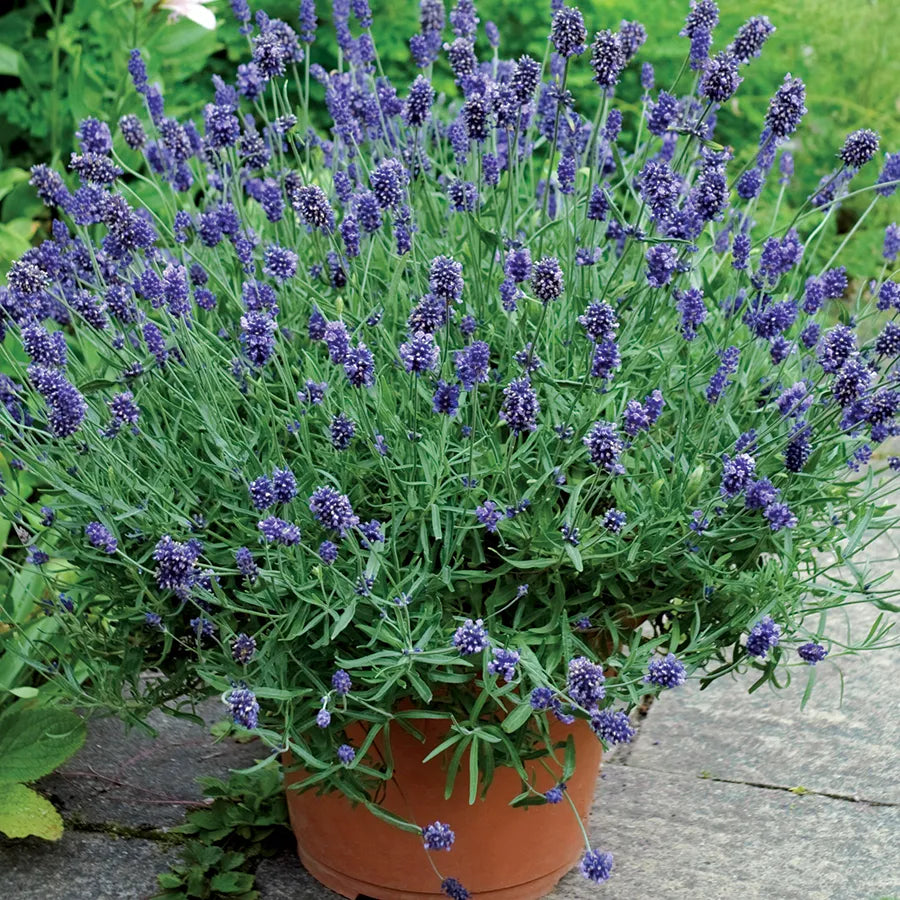 Lavandula Blumensamen zur Aussaat lang Blüte Saison Traditionssorte & ohne Gentechnik Samen Hausgarten