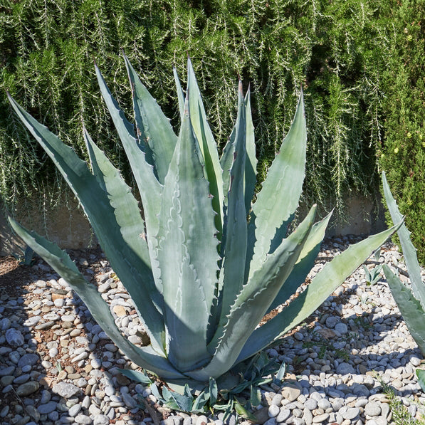 Silver Agave Kräutersamen zur Aussaat – robust Sorte – Traditionssorte & ohne Gentechnik Samen Hausgarten