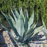 Silver Agave Kräutersamen zur Aussaat – robust Sorte – Traditionssorte & ohne Gentechnik Samen Hausgarten