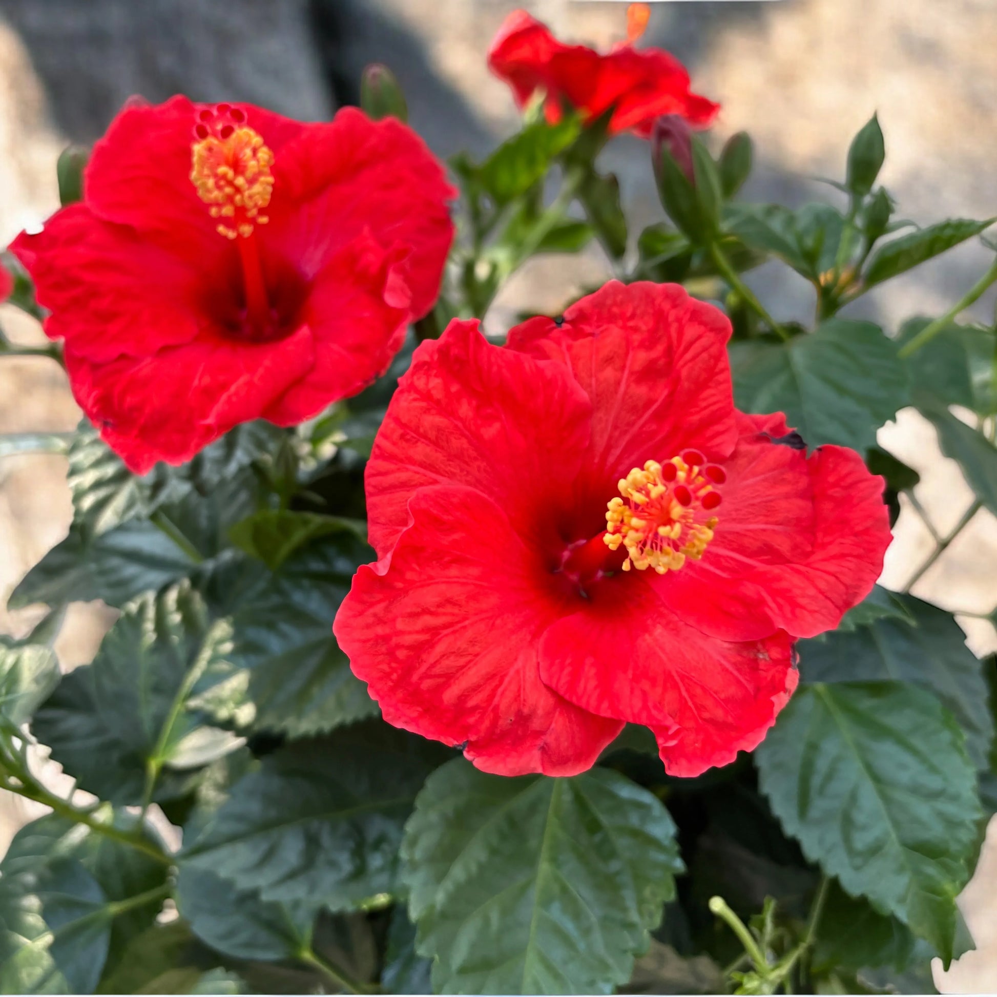 Bordeaux Hibiskus Blumensamen zur Aussaat farbenfroh Schau Traditionssorte & ohne Gentechnik Samen Hausgarten
