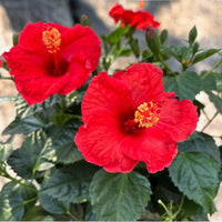 Bordeaux Hibiskus Blumensamen zur Aussaat farbenfroh Schau Traditionssorte & ohne Gentechnik Samen Hausgarten