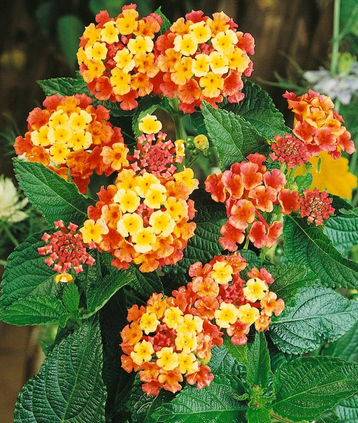 Gemischt Wandelröschen Blumensamen zur Aussaat saisonal Dauerblüher Traditionssorte & ohne Gentechnik Samen Hausgarten