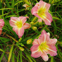 Daylily (daylily blume) samen for anpflanzung in home garten