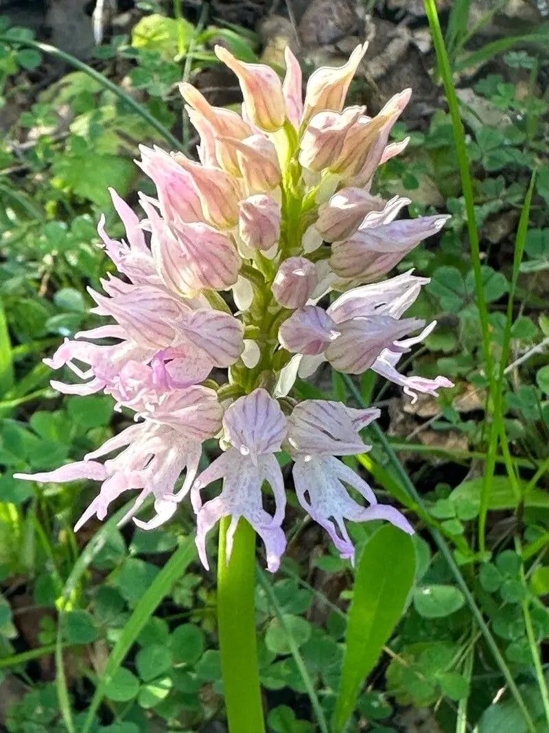 Lila Orchis Italica Blumensamen zur Aussaat Landhaus Garten wichtig Traditionssorte & ohne Gentechnik Samen Hausgarten