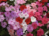 Guinea (guinea blume) samen for anpflanzung in home garten