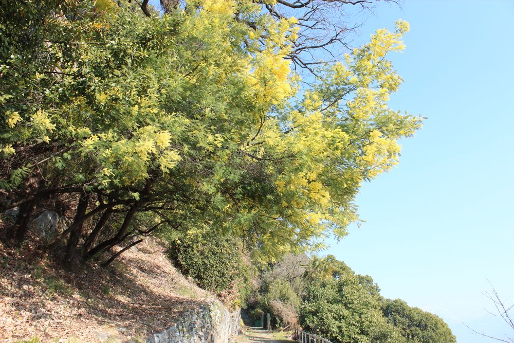 hell Grün Acacia Blumensamen zur Aussaat Drought verträglich Traditionssorte & ohne Gentechnik Samen Hausgarten