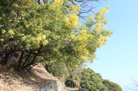 hell Grün Acacia Blumensamen zur Aussaat Drought verträglich Traditionssorte & ohne Gentechnik Samen Hausgarten