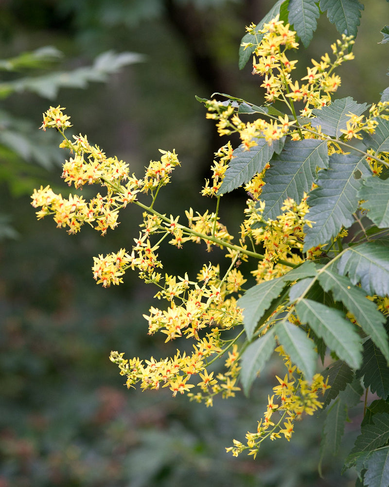 Koelreuteria Baum Blumensamen zur Aussaat Wildblume Mischung Traditionssorte & ohne Gentechnik Samen Hausgarten