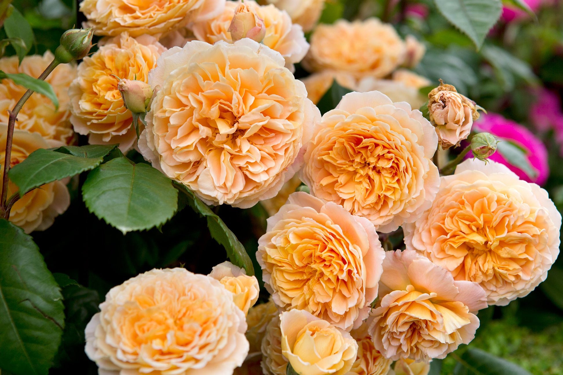 Juliet Blume Samen zur Aussaat leuchtend Blüten – ideal für Ihren Garten