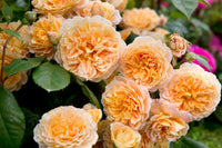 Juliet Blume Samen zur Aussaat leuchtend Blüten – ideal für Ihren Garten