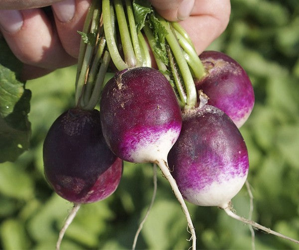 Lila Radish Samen für einfache Aussaat