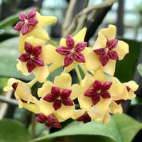 Gelb Kastanienrot Hoya Carnosa Blumensamen zur Aussaat Schnitt Blume beliebt Traditionssorte & ohne Gentechnik Samen Hausgarten