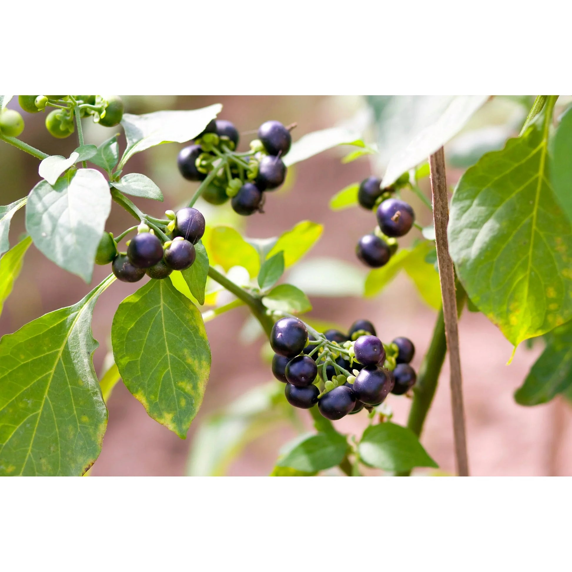 Solanum burbankii Samen für einfaches Anpflanzen