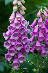 Digitalis Blumensamen zur Aussaat – Halbschatten verträglich – Traditionssorte & ohne Gentechnik Samen Hausgarten