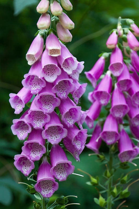 Digitalis Blumensamen zur Aussaat – Halbschatten verträglich – Traditionssorte & ohne Gentechnik Samen Hausgarten