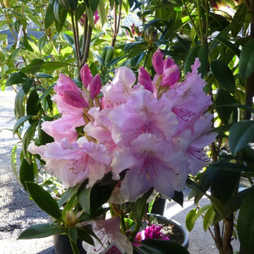 Rhododendron (rhododendron blume) samen for anpflanzung in home garten