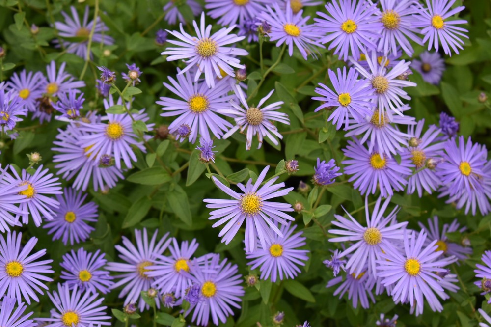 Blau Frikartii Blumensamen zur Aussaat