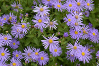 Blau Frikartii Blumensamen zur Aussaat