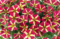 Petunia blume samen for anpflanzung - bright rot & gelb blooms your garten