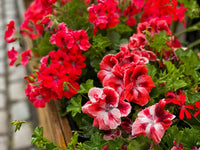 Geranie Mischung Pelargonium Blumensamen zur Aussaat – leuchtend einjährige Blume Samen für Ihren Garten