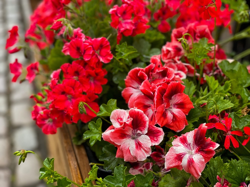 zart Rosa Pelargonium Hortorum Blumensamen zur Aussaat – Drought verträglich – Traditionssorte & ohne Gentechnik Samen Hausgarten