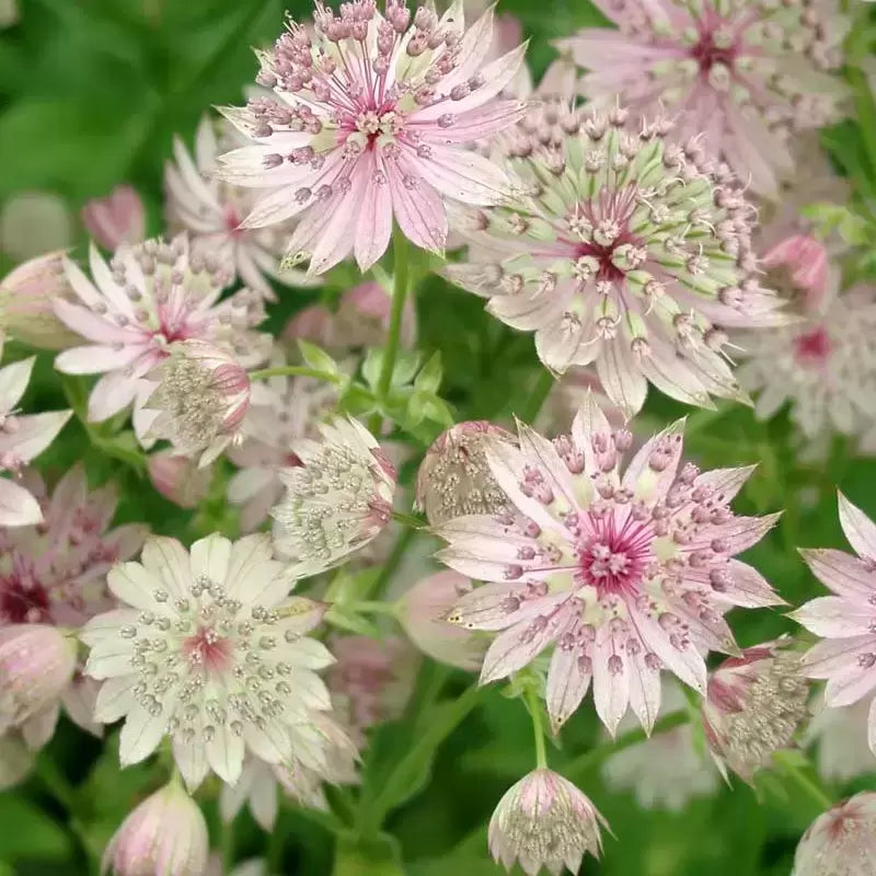 Major Astrantia Blumensamen zur Aussaat sonnenliebend Traditionssorte & ohne Gentechnik Samen Hausgarten