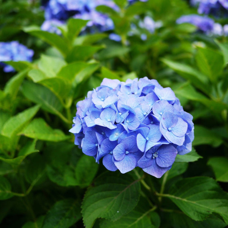 Deep blau hydrangea blume samen for anpflanzung - premium quality, heirloom & gmo free samen for home garten
 
 sale for anpflanzung in home garten