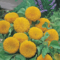 Gelb Teddy Sonnenblume Samen zur Aussaat – Schnitt Blume beliebt – Traditionssorte & ohne Gentechnik Samen Hausgarten