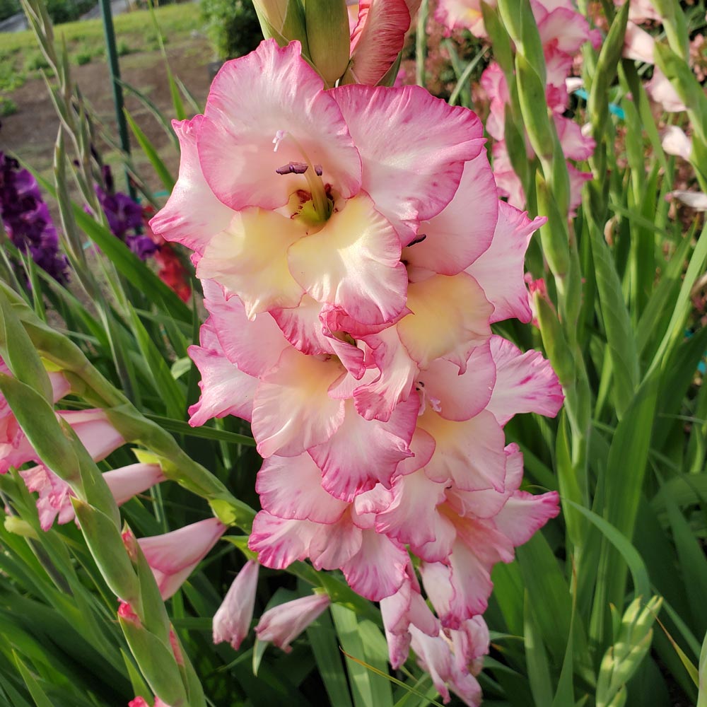 Weiß Rosa mehrjährig Gladiole Blumensamen zur Aussaat – pflegeleicht – Traditionssorte & ohne Gentechnik Samen Hausgarten