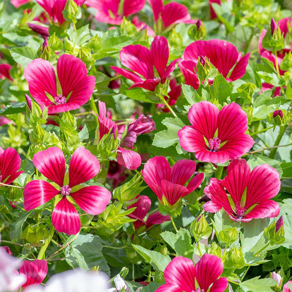 Malope Vulcan Blumensamen zur Aussaat – Traditionssorte – ohne Gentechnik – lang Blüte Saison Garten Samen