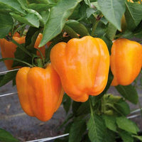 Orange Bell Pepper Gemüse Samen zum Pflanzen - Year-Round Growth