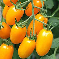 Gelb Cherry Tomate Samen for Spring Planting