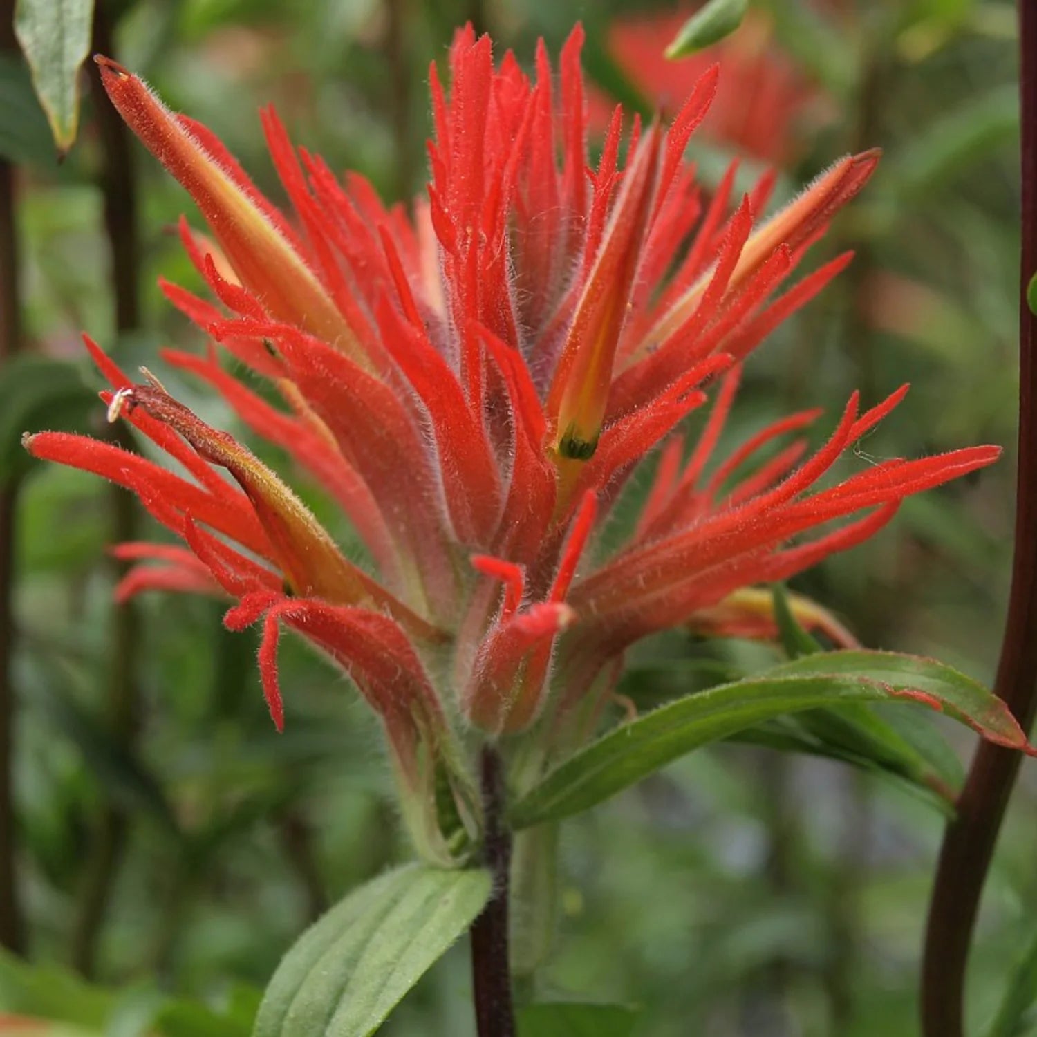 Castilleja Blumensamen zur Aussaat – saisonal Dauerblüher – Traditionssorte & ohne Gentechnik Samen Hausgarten