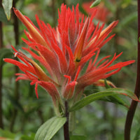 Castilleja Blumensamen zur Aussaat – saisonal Dauerblüher – Traditionssorte & ohne Gentechnik Samen Hausgarten